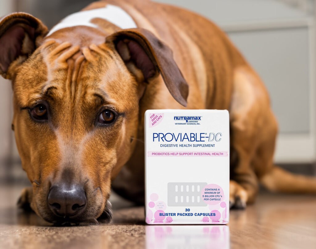 Proviable Forte for Dogs The Ultimate Veterinary-Recommended