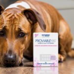 Proviable Forte for Dogs The Ultimate Veterinary-Recommended